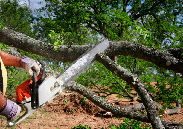 Best Tree Removal Cost  in Moose Lake, MN